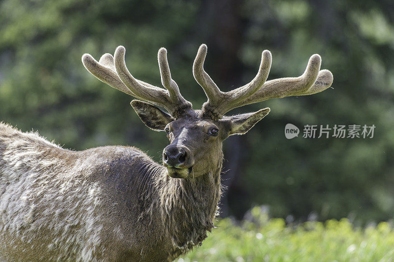 雄性落基山麋鹿(Cervus elaphus)是在落基山脉和黄石国家公园发现的麋鹿亚种。天鹅绒的鹿角。